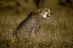 Kenyan Cheetah