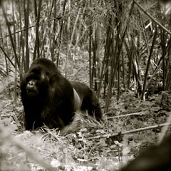 Rwandan Mountain Gorilla