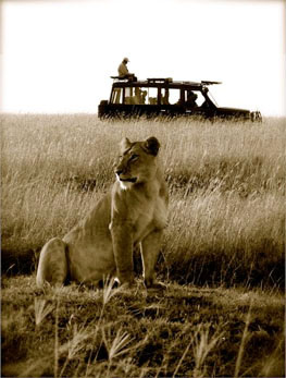 Safari-Goers Watching a Lioness